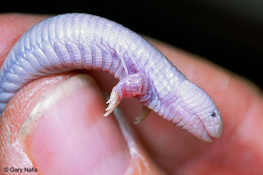 Bipes biporus - Lagarto gusano