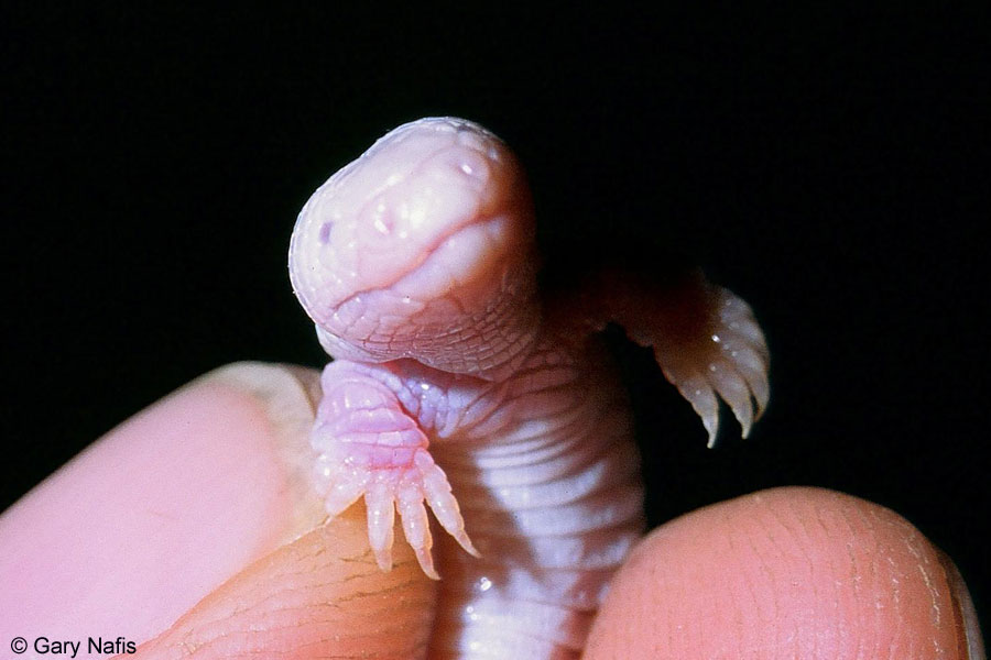 Bipes biporus - Lagarto gusano2