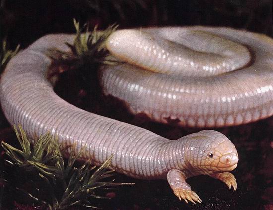 Bipes biporus - Lagarto gusano3