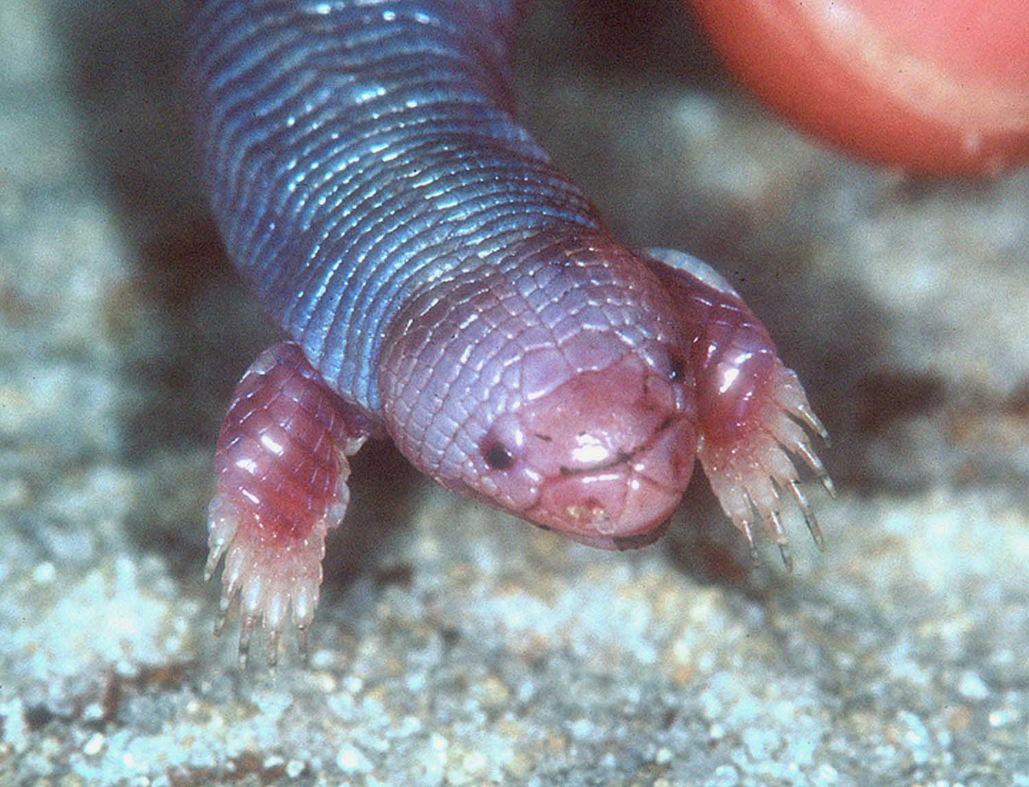 Bipes biporus - Lagarto gusano4