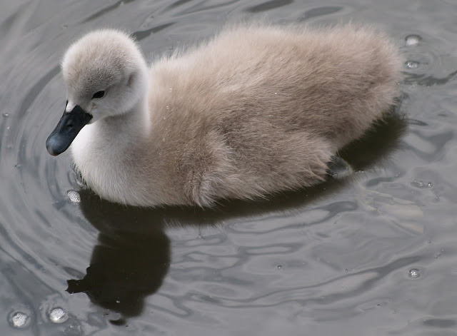 Cisne Baby