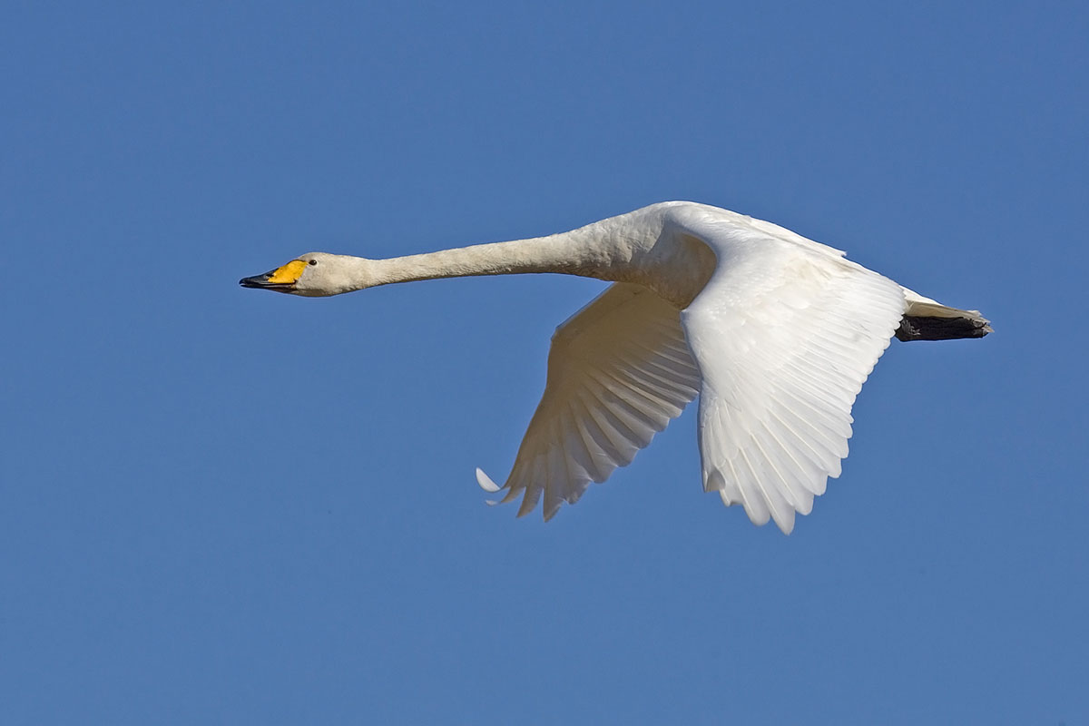 Cisne Cantor