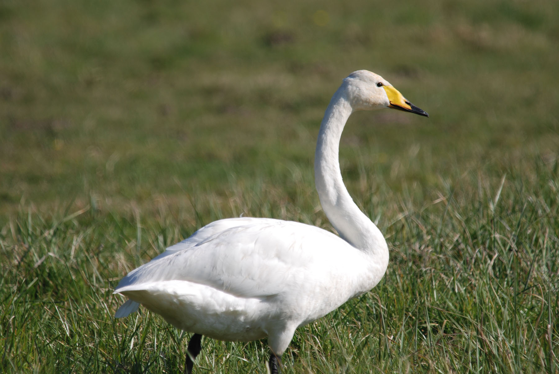 Cisne Chico o Cisne de Bewick