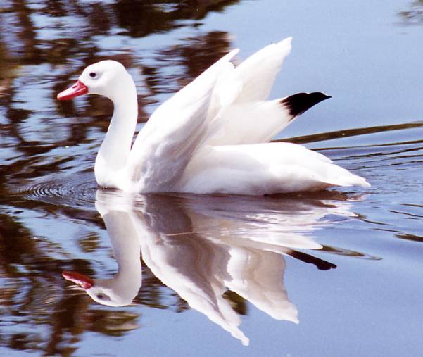 Cisne Coscoroba