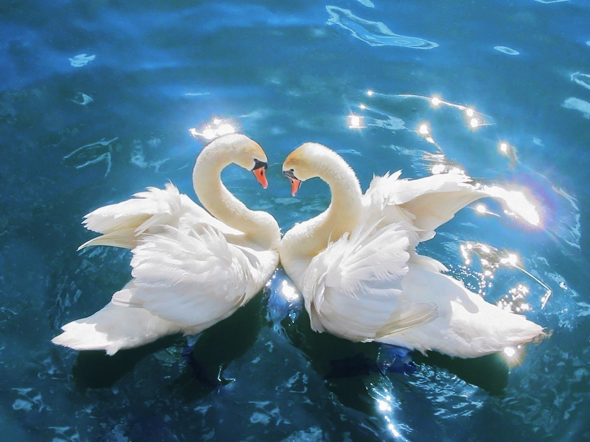Cisne Mudo o Cisne Vulgar