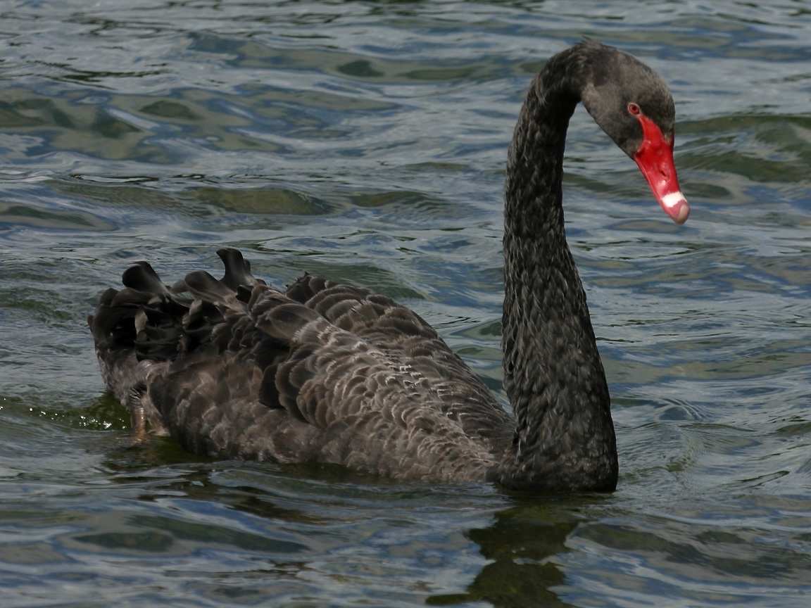 Cisne Negro