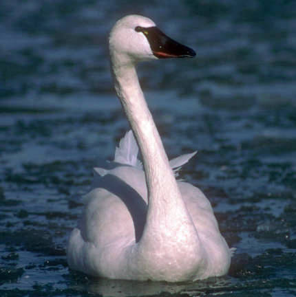 Cisne Silbador