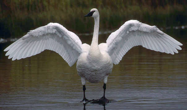 Cisne Trompetero