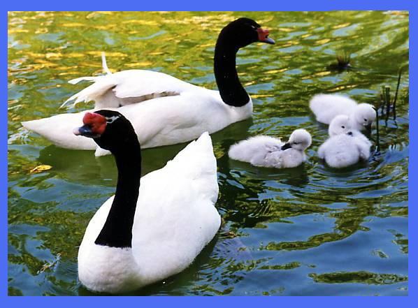 Cisne de Cuello Negro 1