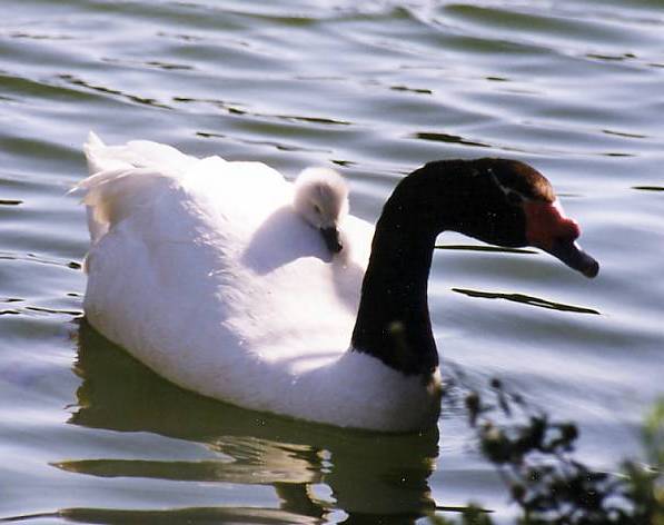 Cisne de Cuello Negro 2