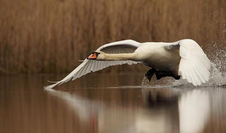Cisne1