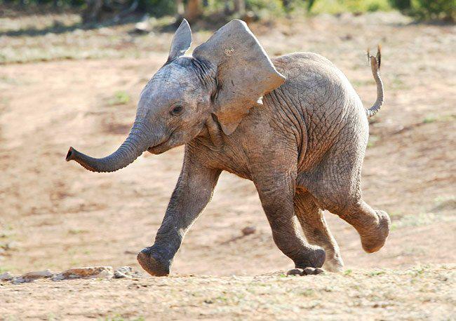 Elefante5