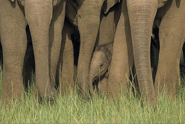 Elefante3