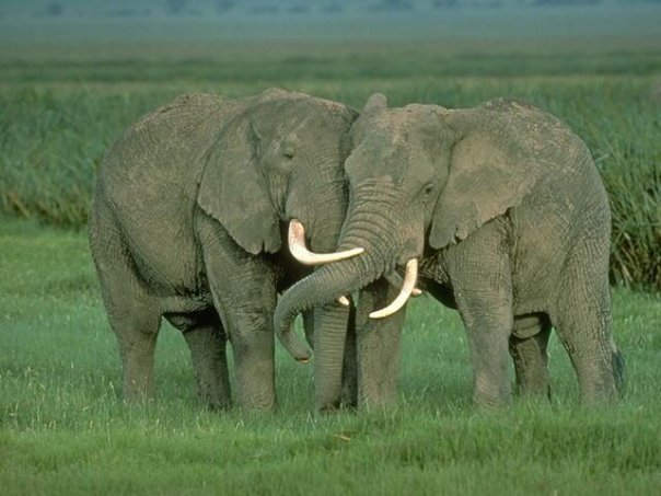 Elefante2