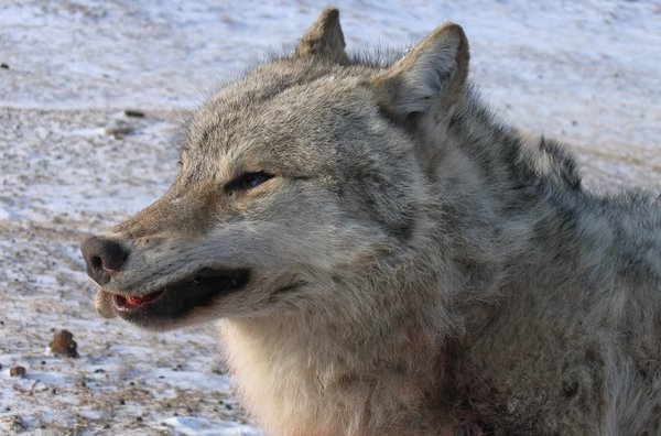 Lobo del siglo