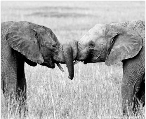 elefante4