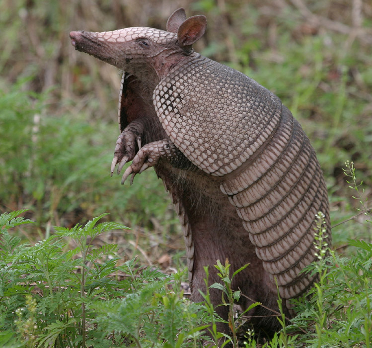 armadillos2