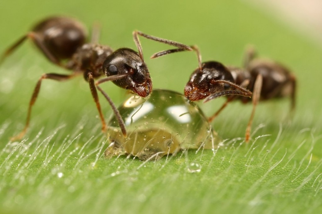 hormigas-1024x682