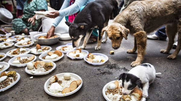 Foto: AP/ Humane Society International