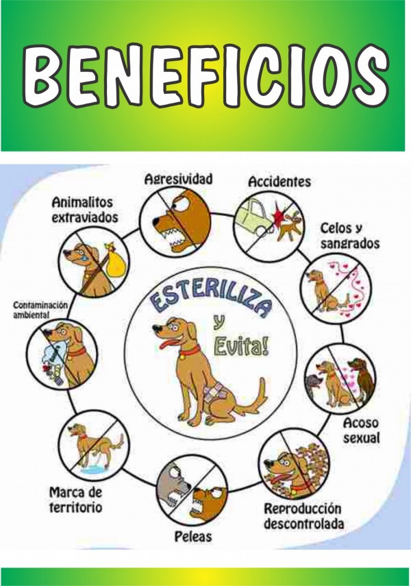 castracion-y-esterilizacion-de-perros