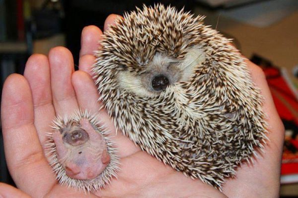 mama y bebé herizos