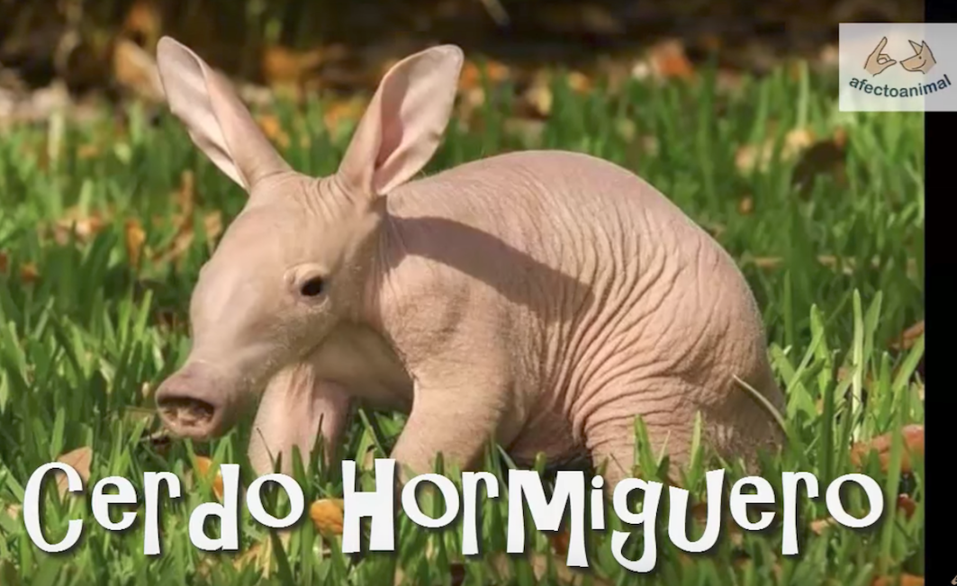 bebés.png