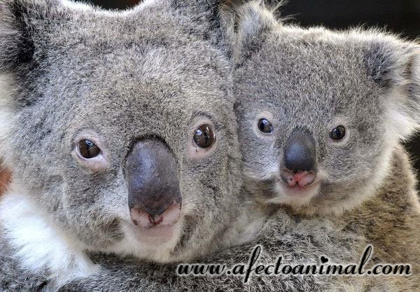 Koala2