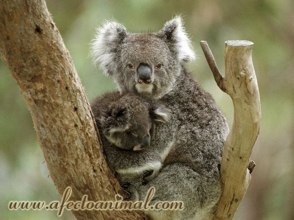 Koala3