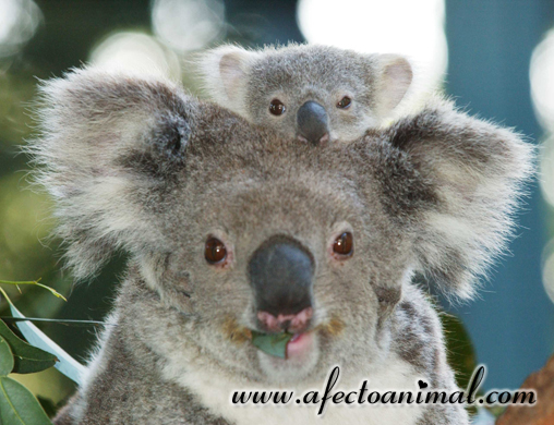 Koala Baby