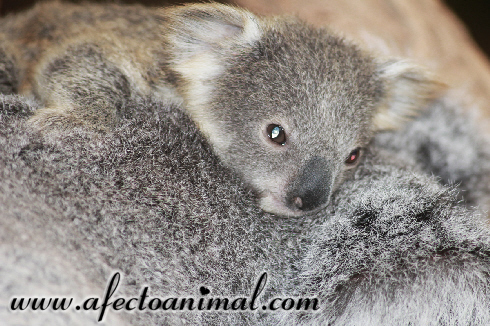 Koala5