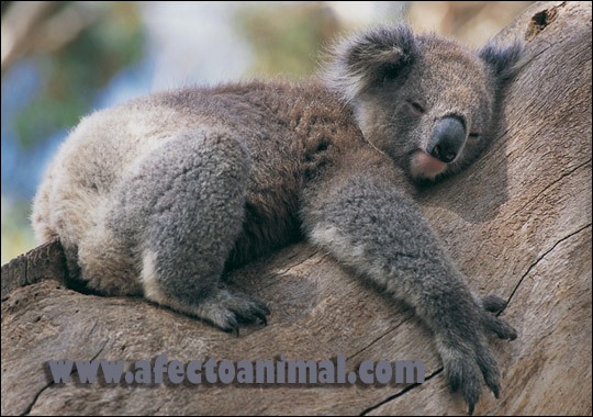 Koala6