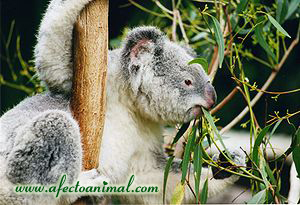Koala7