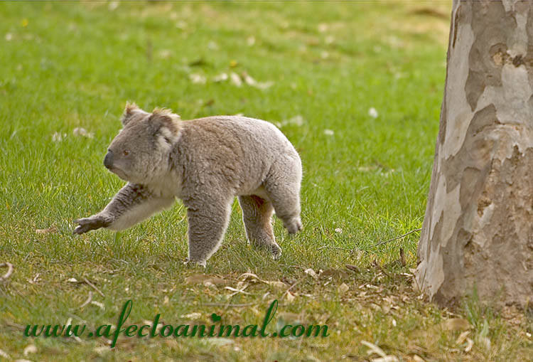 Koala8