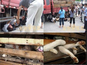 activistas-en-china-se-colocan-bajo-un-camiu00f3n-para-salvar-a-cientos-de-gatos-destinados-a-comida-y-pieles-300x224