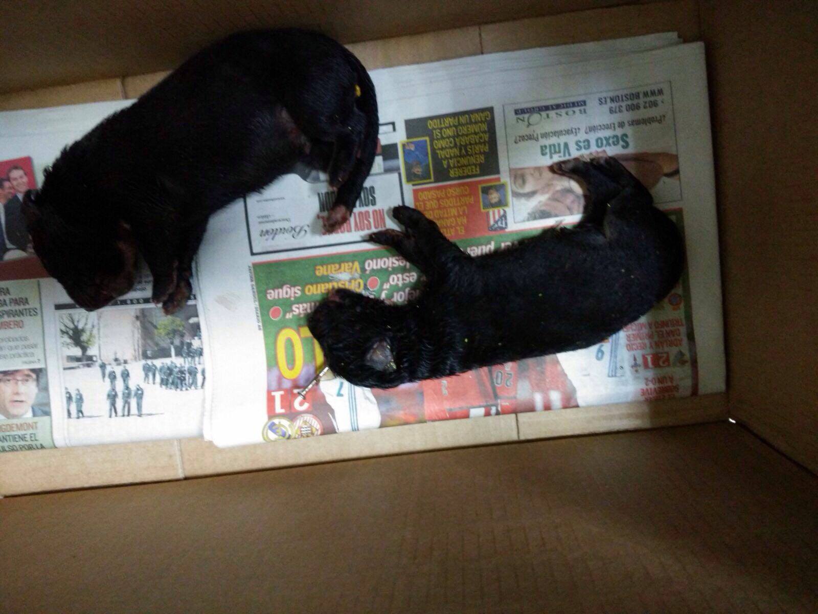 cachorros muertos