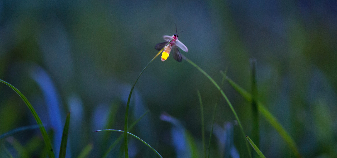 bioluminiscencia-de-las-luci-rnagas-descubre-por-qu-brillan-estos