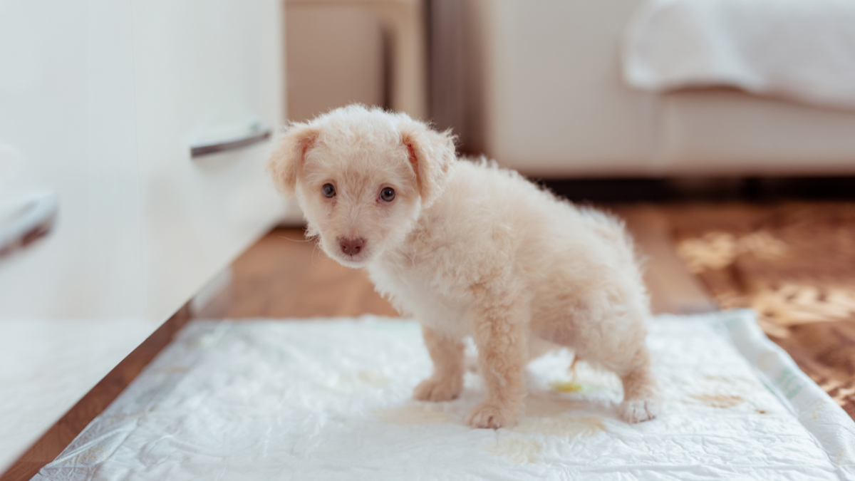 Enseñando a un cachorro a hacer sus necesidades en el empapador: Pasos