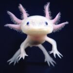 Axolotl (Ambystoma mexicanum)