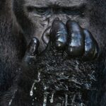 Gorila occidental (Gorilla gorilla)