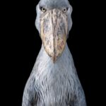 Picozapato